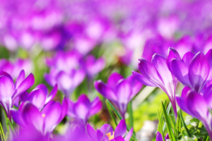 Purple Crocus Flowers8127310709 300x200 - Purple Crocus Flowers - Tulip, Purple, Flowers, Crocus